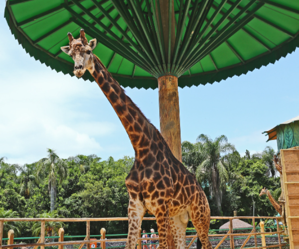 Transporte Beto Carrero World